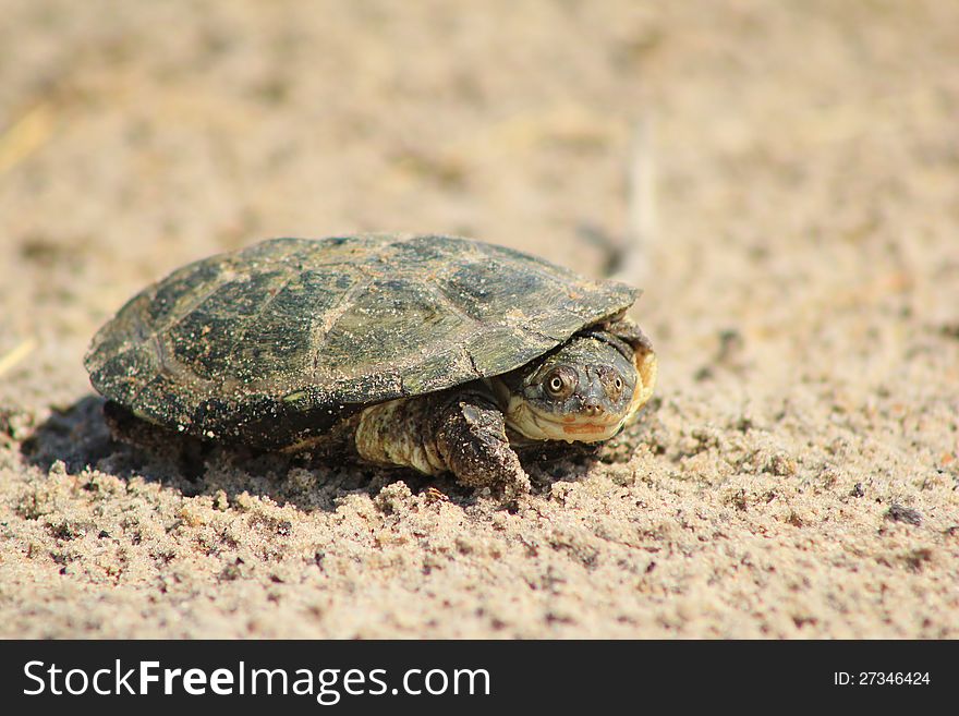 An old water terrapin (water tortoise) sunbathing before sunset. Photo taken on a game ranch in Namibia, Africa. An old water terrapin (water tortoise) sunbathing before sunset. Photo taken on a game ranch in Namibia, Africa.