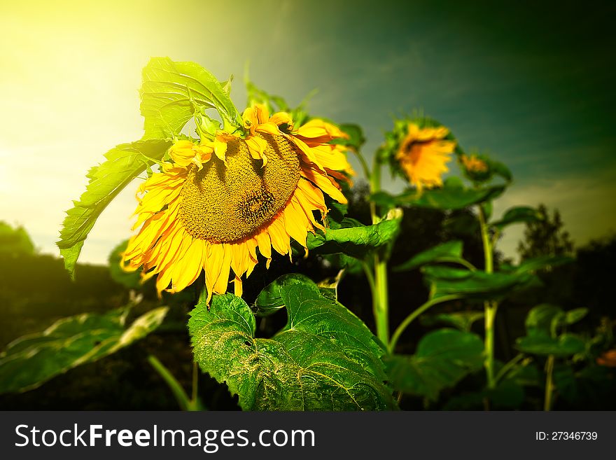 Sunflower in a field of sunflowers