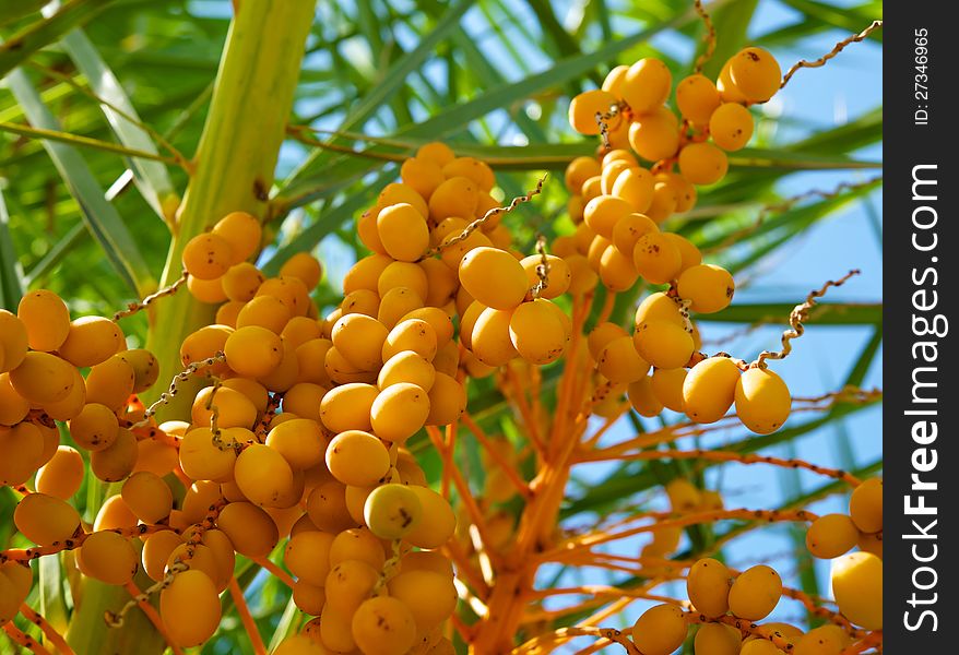 Among the green leaves of palm trees against a blue sky, you can see the bright yellow palm fruits. Among the green leaves of palm trees against a blue sky, you can see the bright yellow palm fruits.