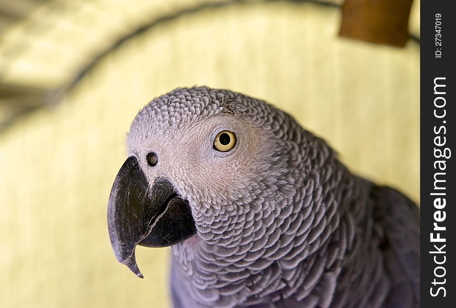Large gray parrot shows a close-up, he looks at the camera.