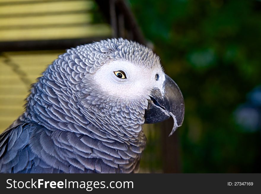 Large gray parrot close-up images. He narrows his eyes slyly looking at the camera. Large gray parrot close-up images. He narrows his eyes slyly looking at the camera.