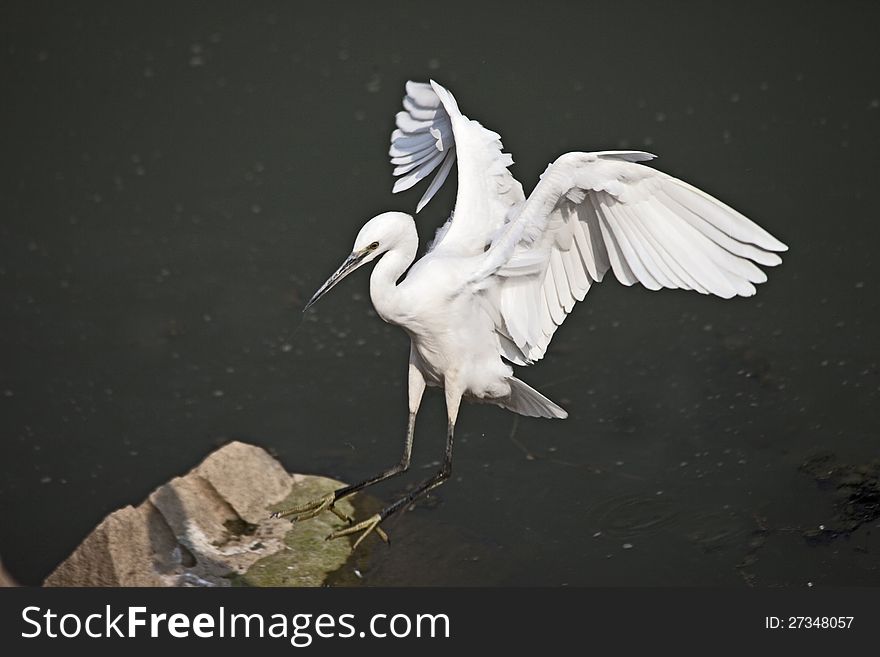 Capture along while of fish, egret already very tired, it's very want to have a rest. There is a big stones, go to have a rest. Capture along while of fish, egret already very tired, it's very want to have a rest. There is a big stones, go to have a rest.