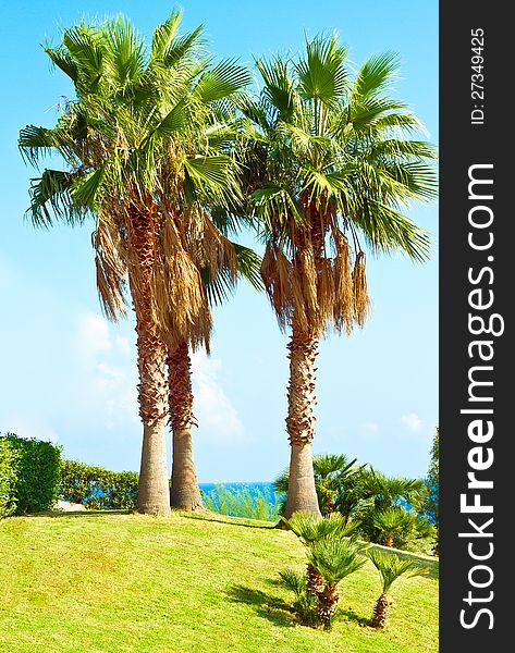 Palm tree on grass and blue sky