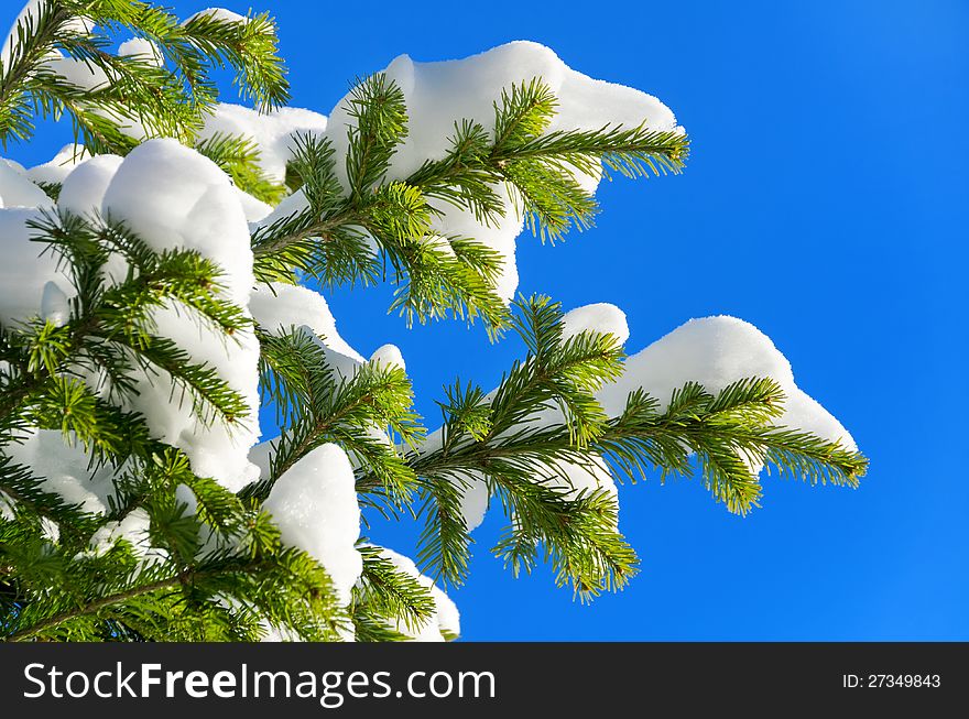 The branches of a Christmas tree in the snow. The branches of a Christmas tree in the snow