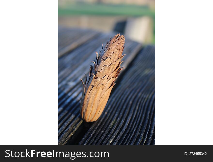 Close Up Of Individual Tree Cone