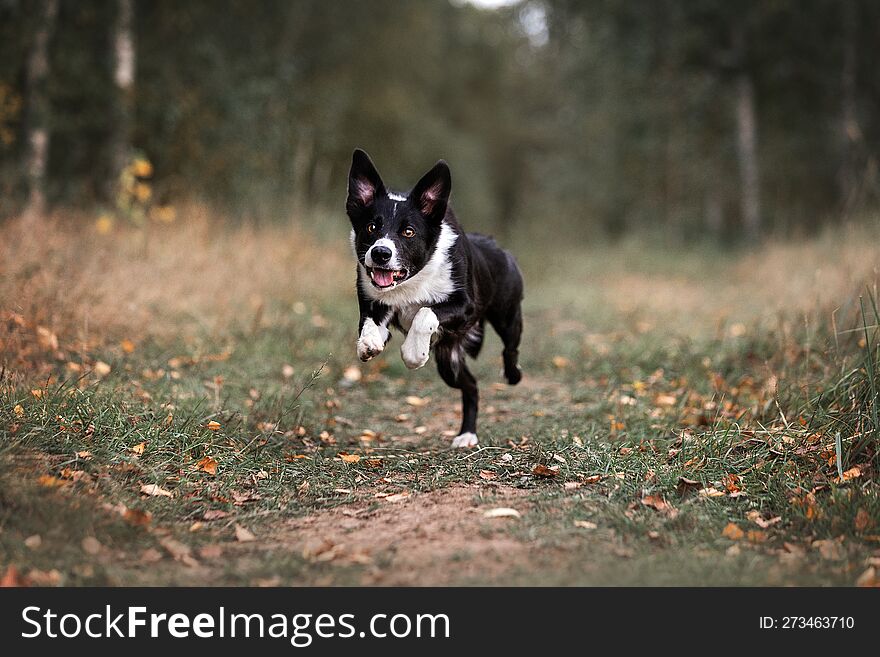 dog on the background of autumn forest, black and white dog, border collie breed