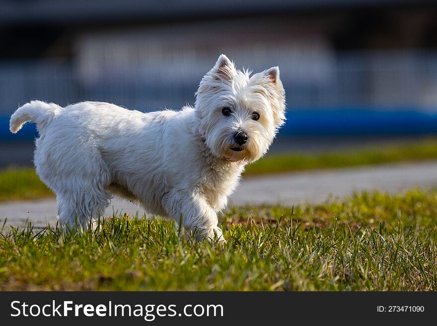 A small white dog standing on the lawn.West Highland white terrier