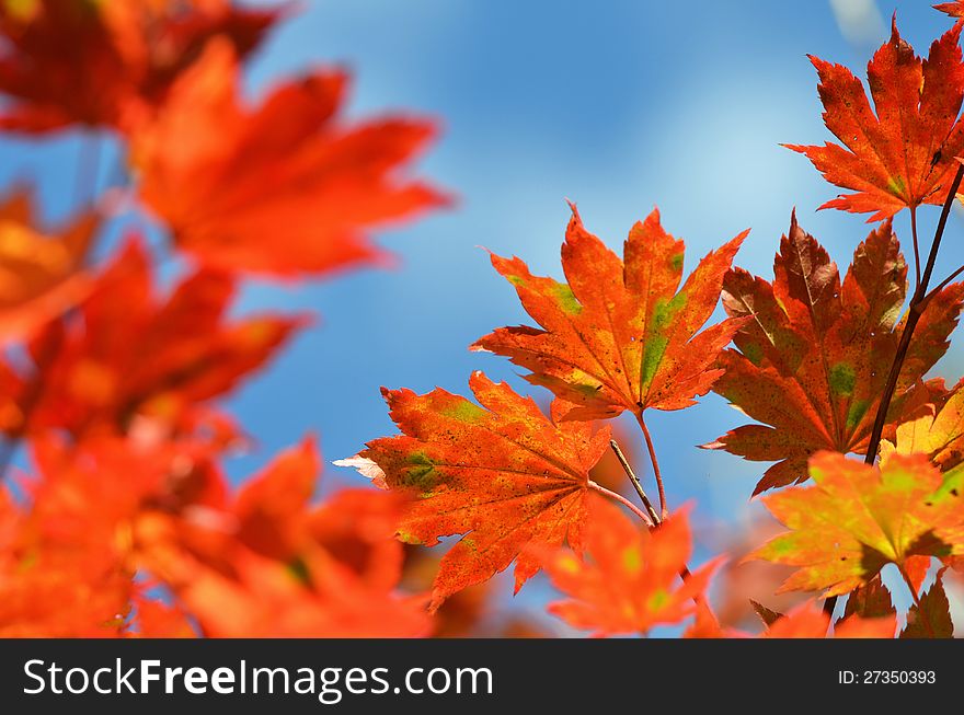 Autumn, maple leaves