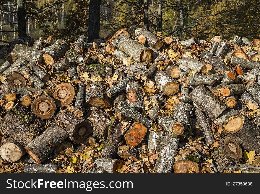 Fire-wood For Camp Fire At Morning Forest