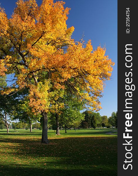 Colorful Autumn Tree