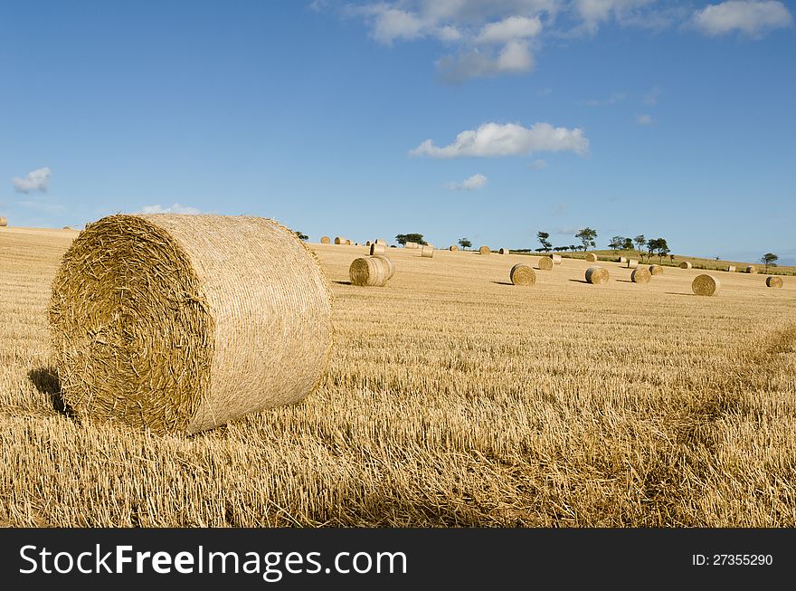 Rolled bales of hay in  hayfield on a sunny day