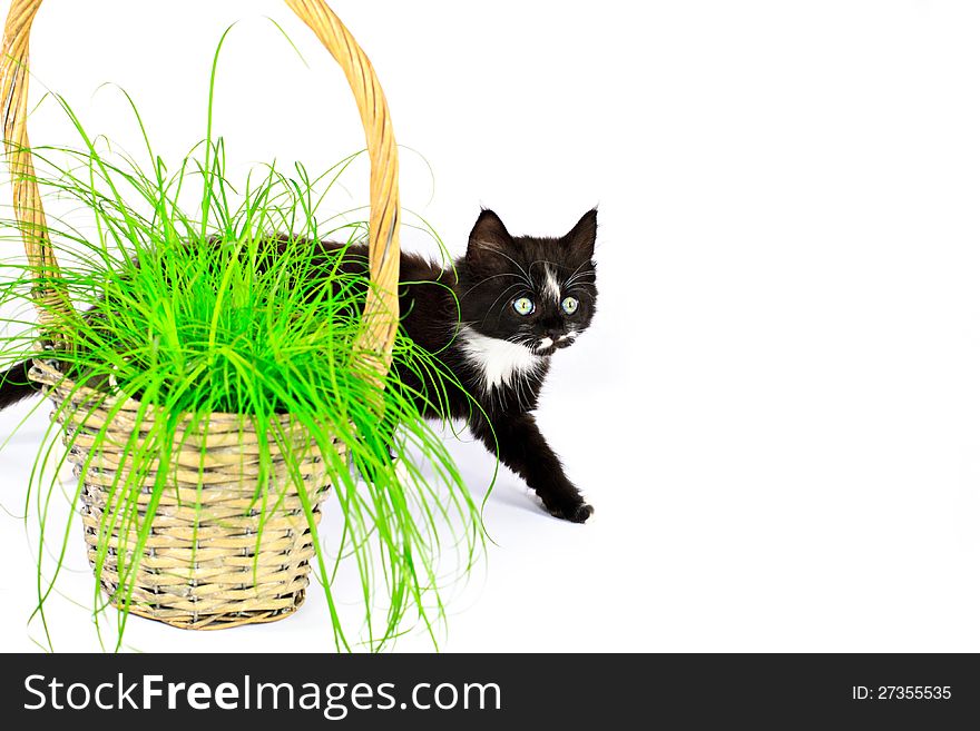 Kitten and the grass in the basket, isolated on white. Kitten and the grass in the basket, isolated on white