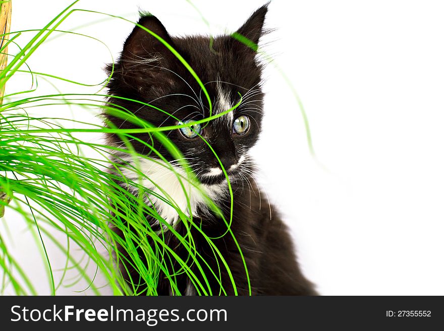 Kitten and the grass, isolated on white. Kitten and the grass, isolated on white