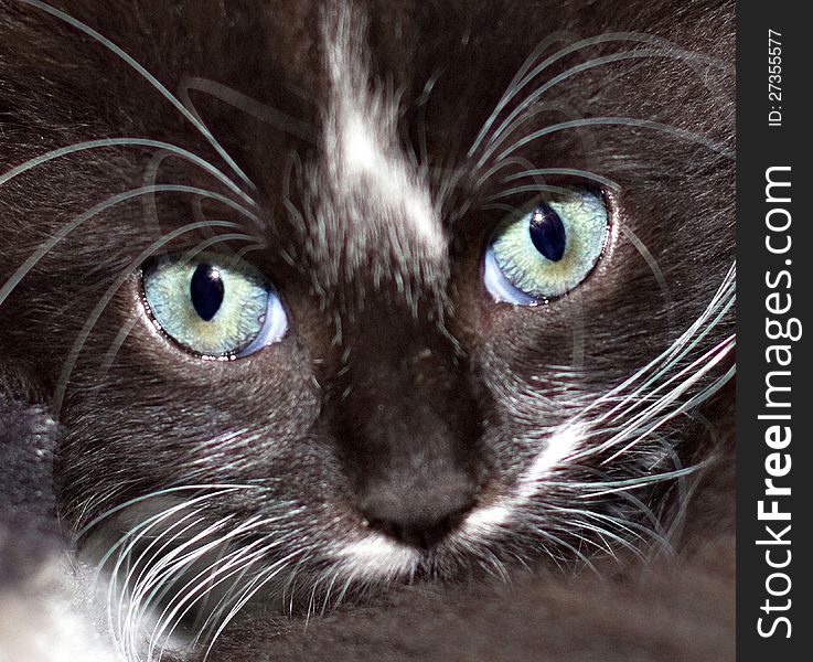 Face of the black-white kitten with blue-green eyes. Face of the black-white kitten with blue-green eyes