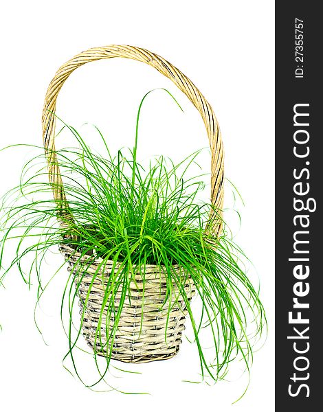 Curly grass in the basket
