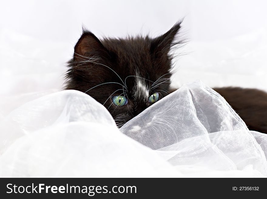 Kitten Peeping Through Fabric