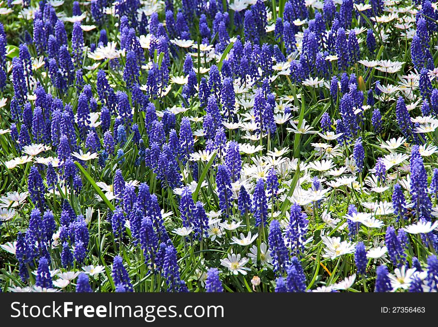 Muscari neglectum flowers in the spring garden. Muscari neglectum flowers in the spring garden