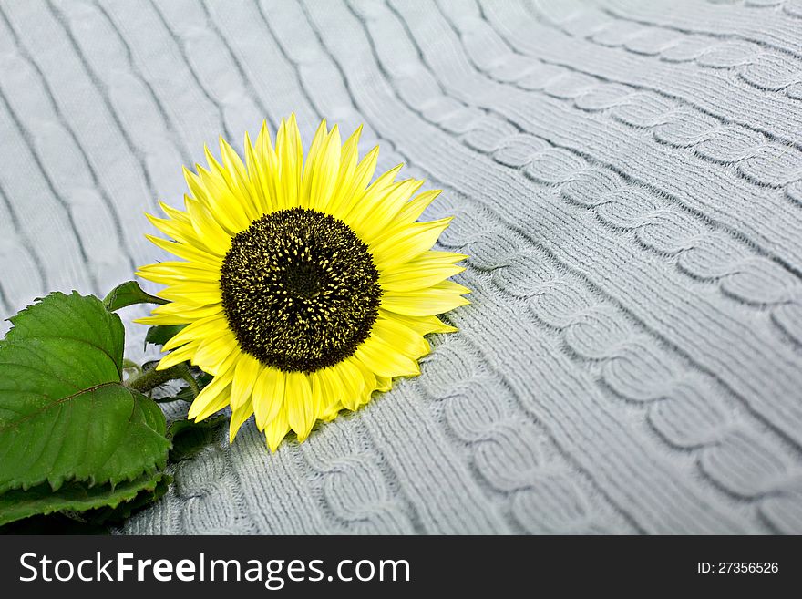 Sunflower on the grey plaid