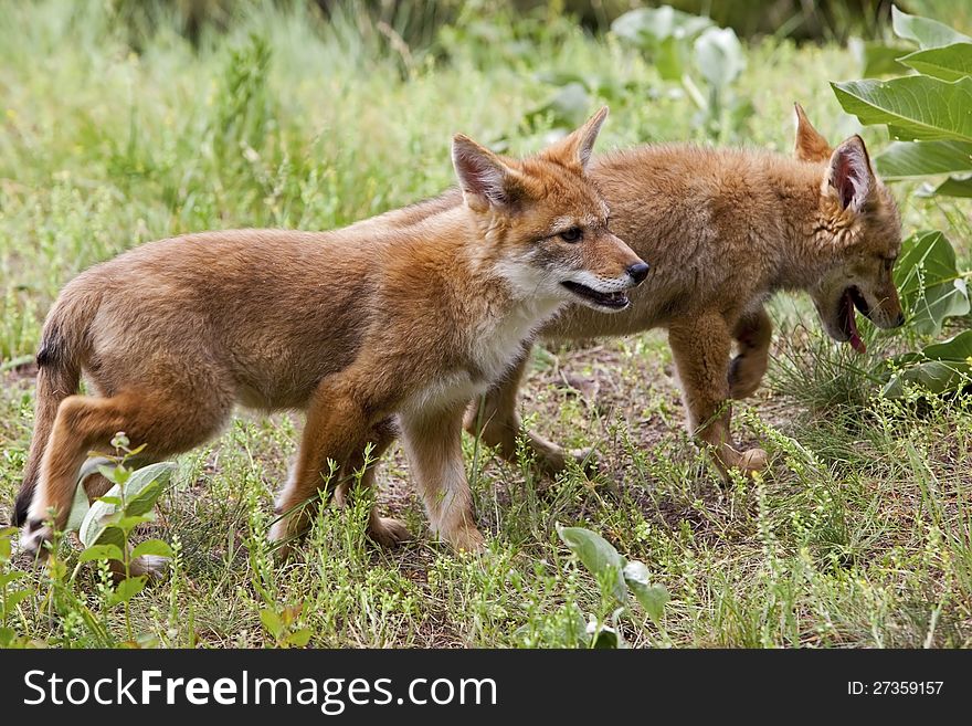 Coyote pups running