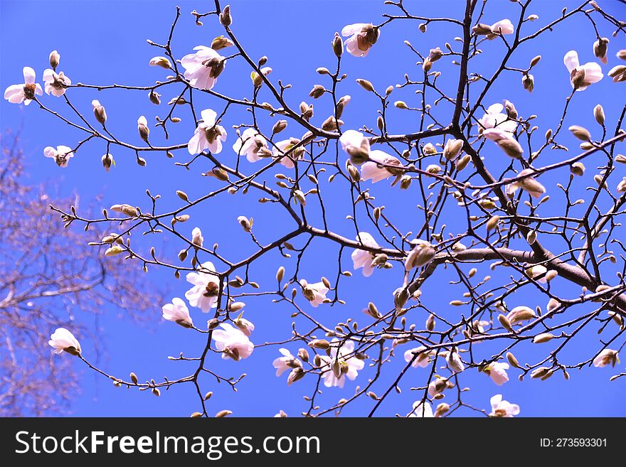 Beautiful Magnolia Branch On The Blue Sky Background