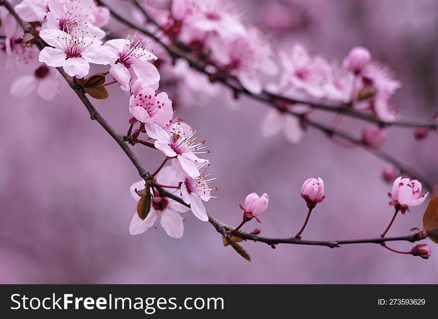 Beautiful cherry blossom branch in springtime