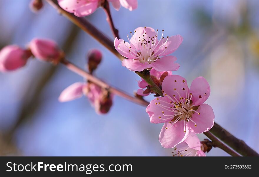 Pink Cherry Blossom Branch In Springtime