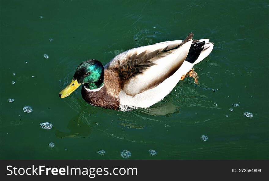 Cute green duck swim on the lake