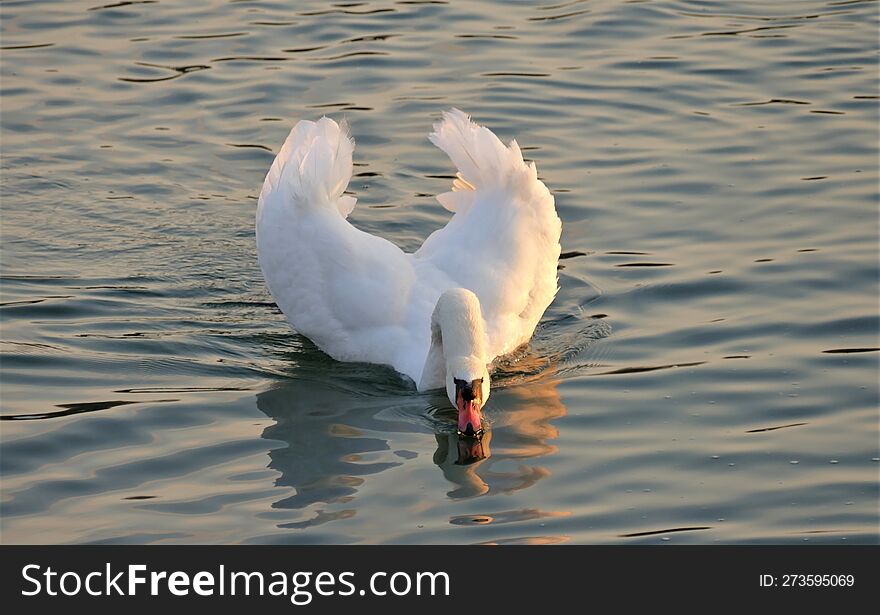 Beautiful swan on the lake spread wings and drink