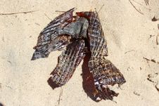 Dried Old Australian Snake Skin Shed In Spring Stock Image