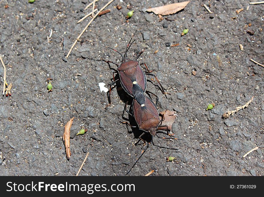 The two Brown Marmorated Stink Bugs mating on the ground are a member of the pentatomidae species and a common declared agricultural pest world wide where they attack crops.