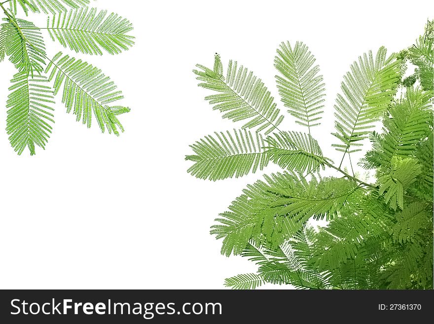 Green leaves and branches on white background ,Include Clipping Paths ready to use. Green leaves and branches on white background ,Include Clipping Paths ready to use