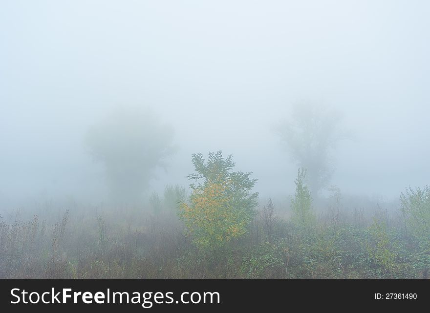 Autumn foliage and morning mist in the forest in October