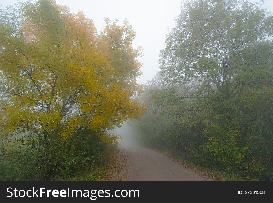 Autumn foliage and morning mist in the forest in October