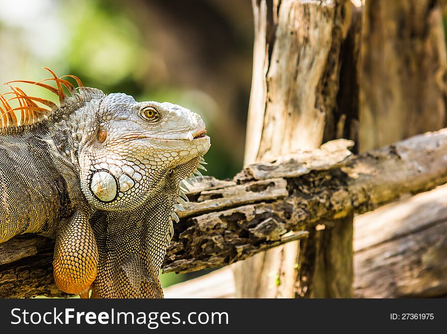 The Iguana on tree in zoo.
