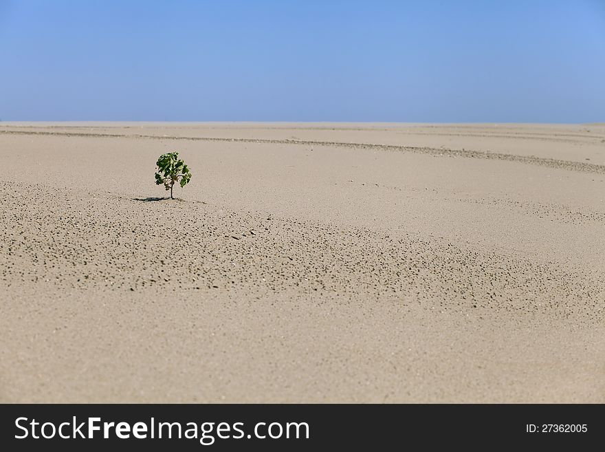 Lonely plant in the desert in a hot sunny day