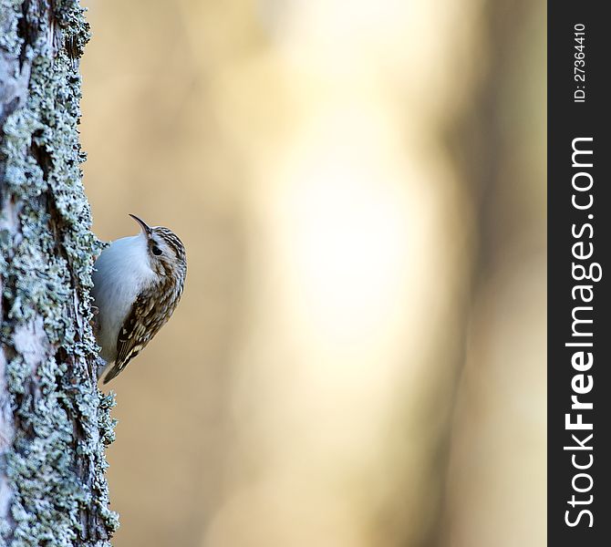 A close up on the tree-creeper searching for food under the lichen and the bark, Uppland, Sweden. A close up on the tree-creeper searching for food under the lichen and the bark, Uppland, Sweden