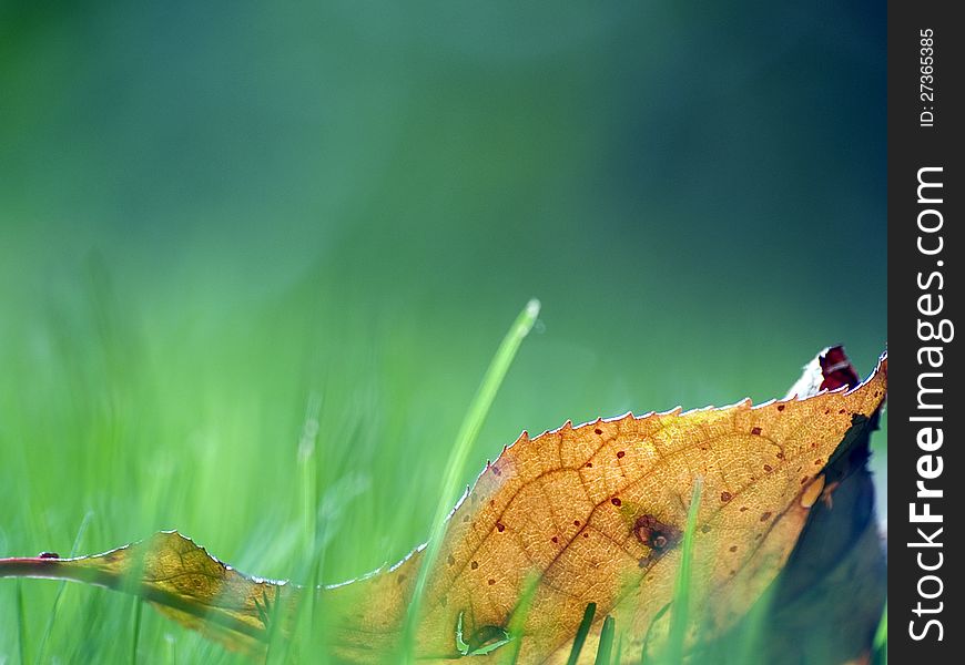 Fallen autumn leaf on the grass