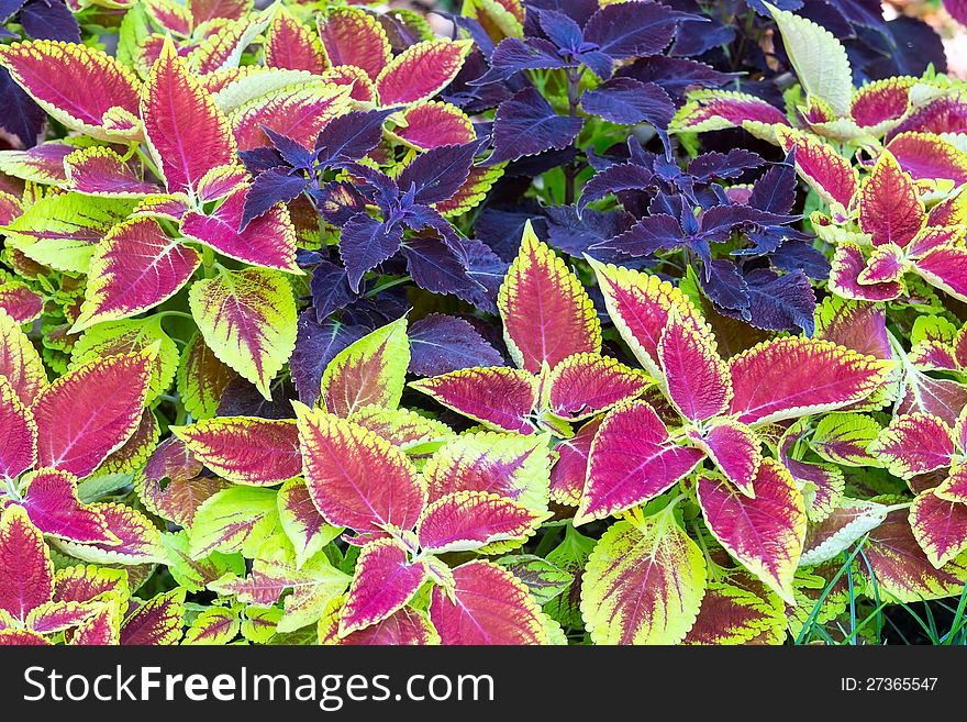 Red coleus and purple plant closeup (nature background). Red coleus and purple plant closeup (nature background)