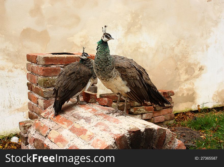 Two peacocks female standing on old wall