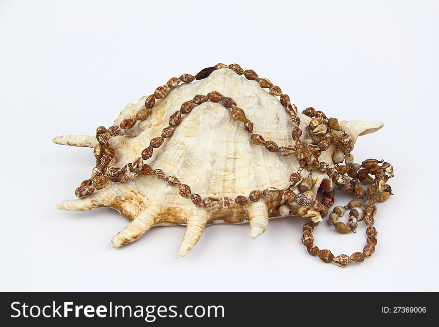 Large shell on the white background