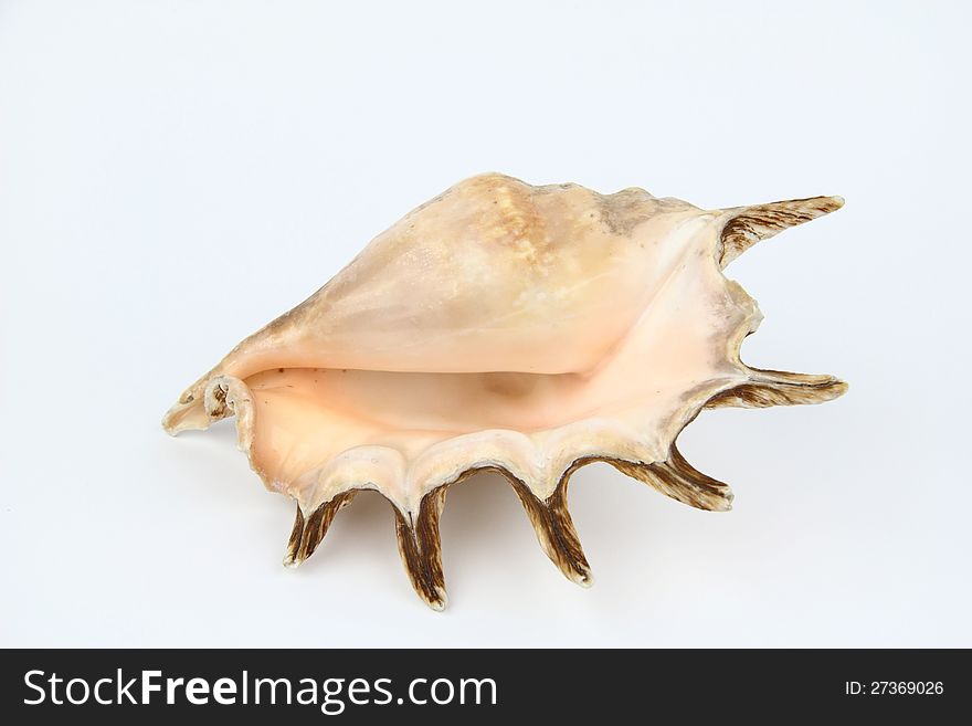 Large shell on the white background