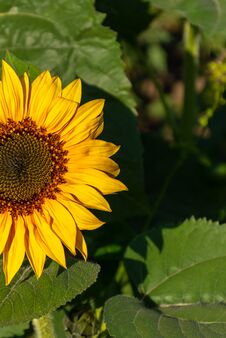 Sunflower In The Garden. Sunflower Natural Background. Sunflower Blooming Stock Images