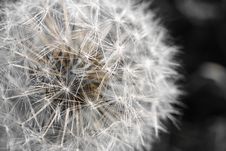 Dandelion Macro Royalty Free Stock Photos