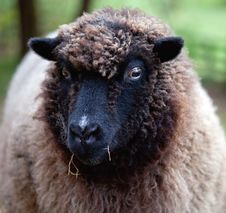 Sheep Stock Photography