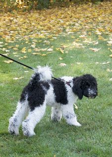 can poodles be black and white