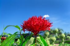 Ixora Javanica. Stock Photography Ixora Javanica. Stock Photography