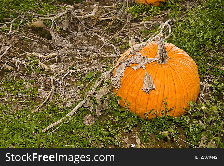 Close-up of pumpkin still on vine