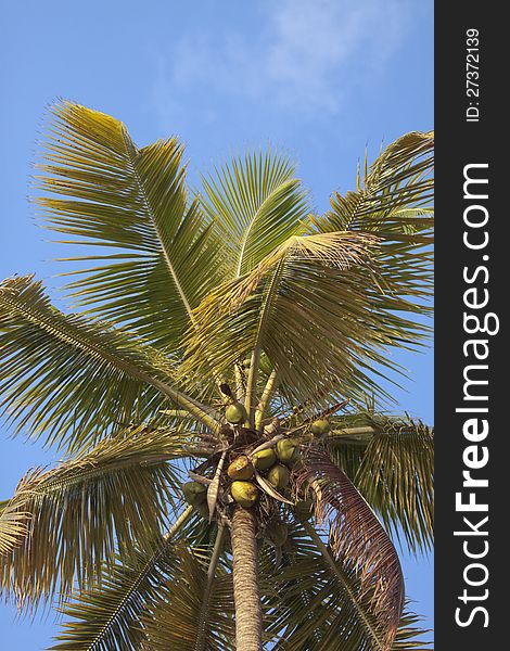 Palm Tree Against Blue Sky. Palm Tree Against Blue Sky