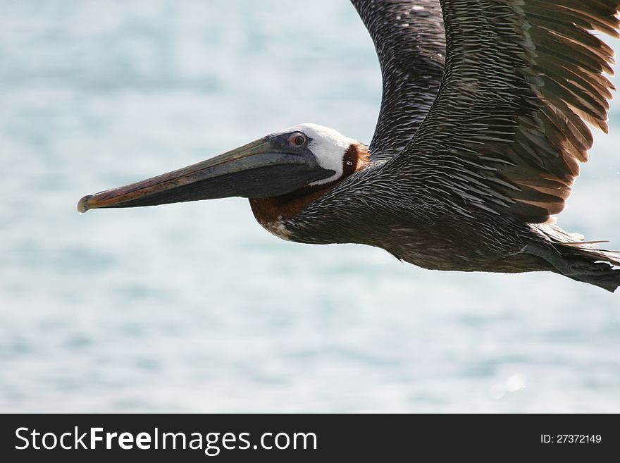 Pelican in Flight with wings up