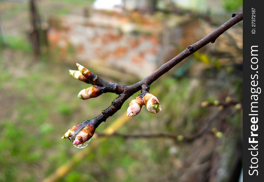 Young Sprouts Of A Tree In The Spring